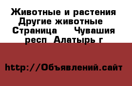 Животные и растения Другие животные - Страница 3 . Чувашия респ.,Алатырь г.